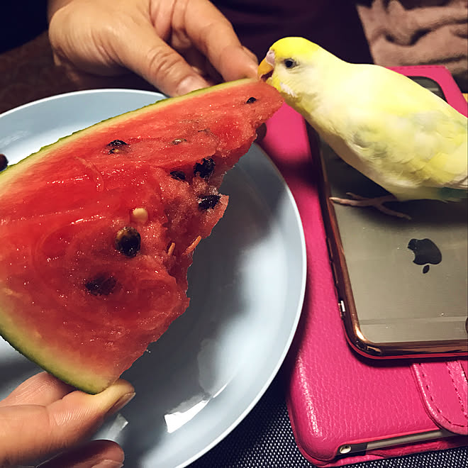スイカ 癒し 可愛い インコ飼ってます リビングのインテリア実例 19 08 15 02 12 38 Roomclip ルームクリップ