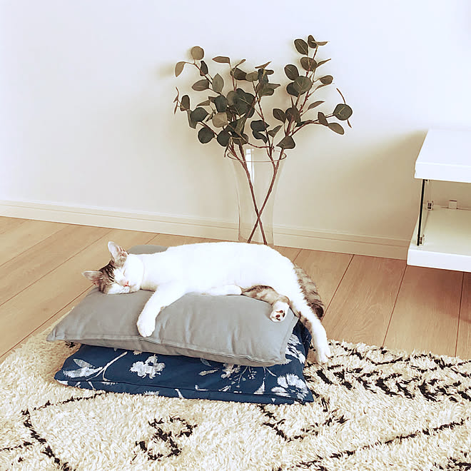 しまむらのラグ お昼寝中 夏 フェイクグリーン Ikea などのインテリア実例 21 01 07 21 46 50 Roomclip ルームクリップ しまむらのラグ お昼寝中 夏 フェイクグリーン Ikea などのインテリア実例 21 01 07 21 46 50 Roomclip ルームクリップ