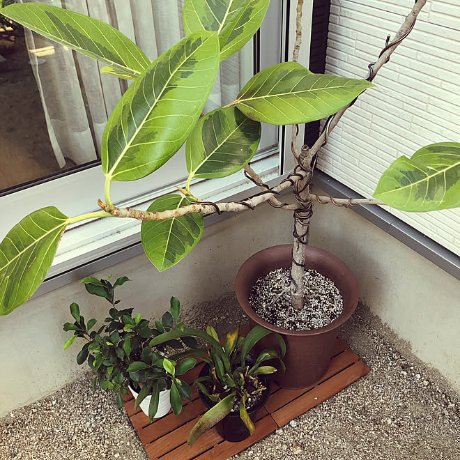 お庭改造計画 お庭のある家 観葉植物 ガジュマル 戸建て などのインテリア実例 05 14 14 06 33 Roomclip ルームクリップ