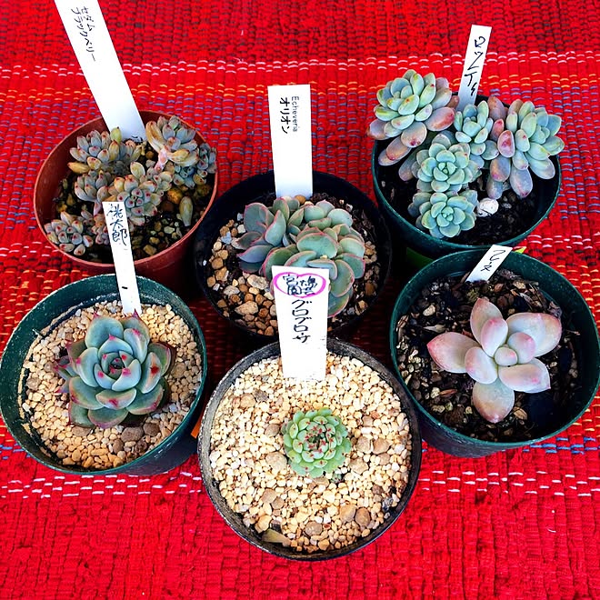 部屋全体 Bon Bon Hippie さん 多肉植物 観葉植物 熊本植木市 などのインテリア実例 17 02 12 09 44 52 Roomclip ルームクリップ