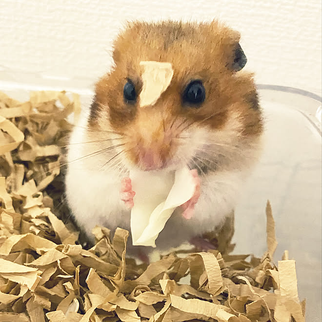 ポロンなんかついてるぞ キャベツの差し入れ 寝てたのに こどもと暮らす シニア犬と暮らす などのインテリア実例 07 14 18 27 37 Roomclip ルームクリップ