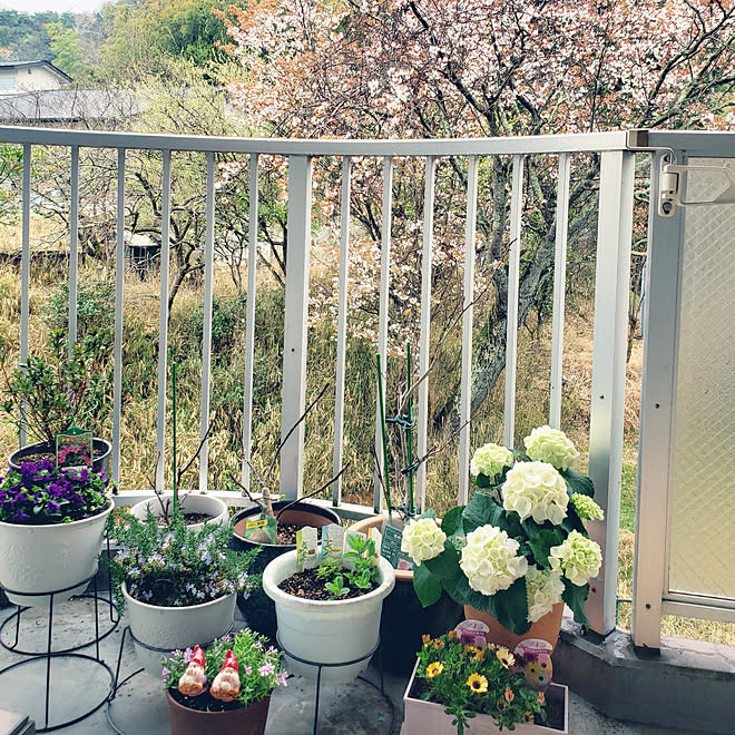 玄関 入り口 ベランダガーデン ミントグリーン レモンバーベナ スミレの花 などのインテリア実例 21 03 28 08 16 45 Roomclip ルームクリップ