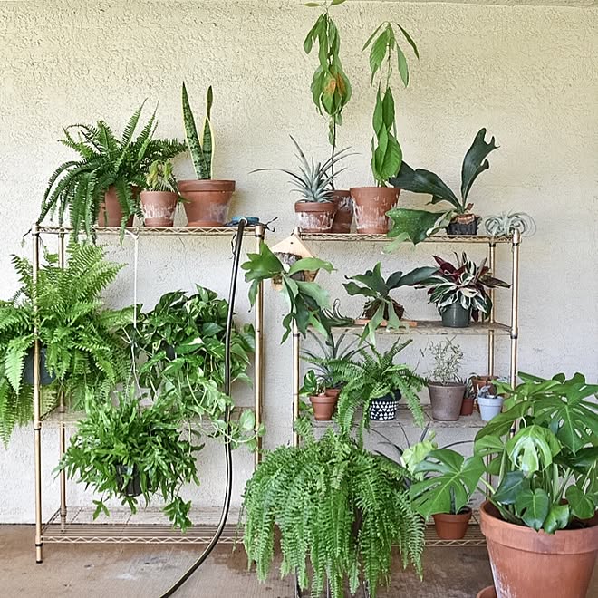 棚 サンスベリア アボカド モンステラ 水やり などのインテリア実例 16 09 28 11 57 29 Roomclip ルームクリップ