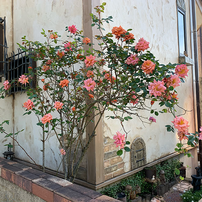 テラコッタ色からピンクに変化します テディベア ばら 薔薇 バラ などのインテリア実例 05 08 15 26 02 Roomclip ルームクリップ テラコッタ色からピンクに変化します テディベア ばら 薔薇 バラ などのインテリア実例 05 08 15 26 02 Roomclip ルームクリップ