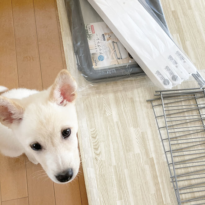 トイレトレーニング ドッグルームサークル ペティオ いぬと暮らす ケージ などのインテリア実例 21 05 24 19 59 55 Roomclip ルームクリップ