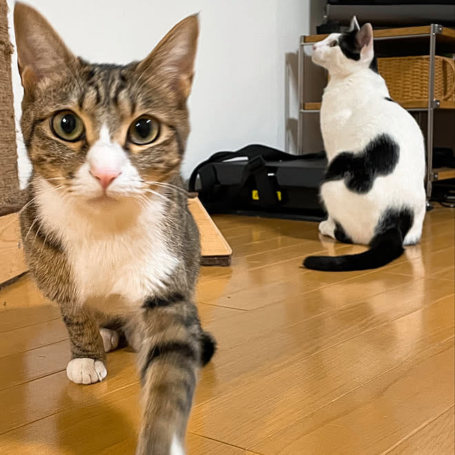 しゃべるネコ/2月22日は猫の日/猫の日/ネコ姉弟/ビー 弟 白黒などの 