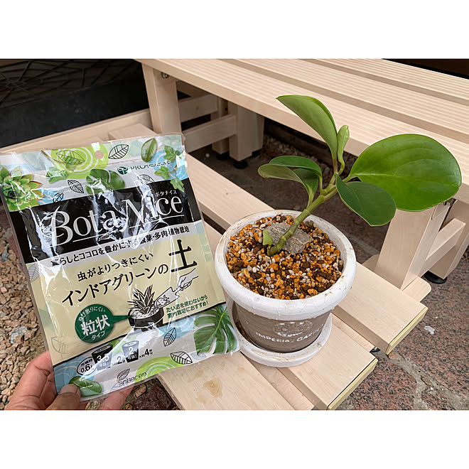 Botanice 虫対策 植物のある暮らし 多肉植物 観葉植物 などのインテリア実例 22 07 03 12 13 05 Roomclip ルームクリップ