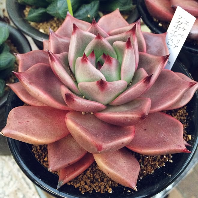 棚 ナーセリーズ 多肉を詠む会 多肉狩り 熊本 などのインテリア実例 17 02 12 00 10 26 Roomclip ルームクリップ