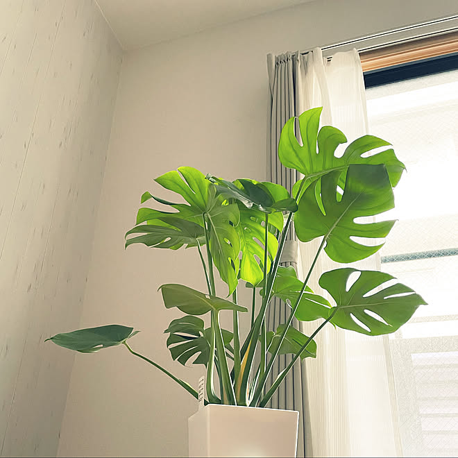 モンステラアダンソニー モンステラ 観葉植物のある暮らし 観葉植物 一人暮らし などのインテリア実例 22 02 21 30 42 Roomclip ルームクリップ