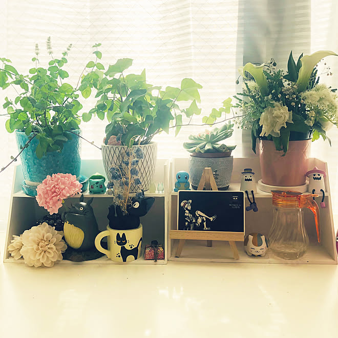 One Piece にゃんこ先生 100均の観葉植物 観葉植物 ディスプレイコーナー などのインテリア実例 19 09 17 12 10 29 Roomclip ルームクリップ One Piece にゃんこ先生 100均の観葉植物 観葉植物 ディスプレイコーナー などのインテリア実例 19 09 17 12 10 29 Roomclip ルームクリップ