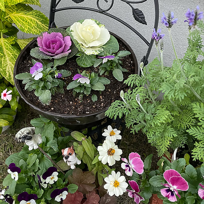 プラチナケール ルシールワイン 葉牡丹 フレアホワイト 見てくださってありがとうございます お花に癒される毎日 キッチンのインテリア実例 21 10 30 17 12 24 Roomclip ルームクリップ プラチナケール ルシールワイン 葉牡丹 フレアホワイト 見てくださってありがとうございます お花に癒される毎日 キッチンのインテリア実例 21 10 30 17 12 24 Roomclip ルームクリップ