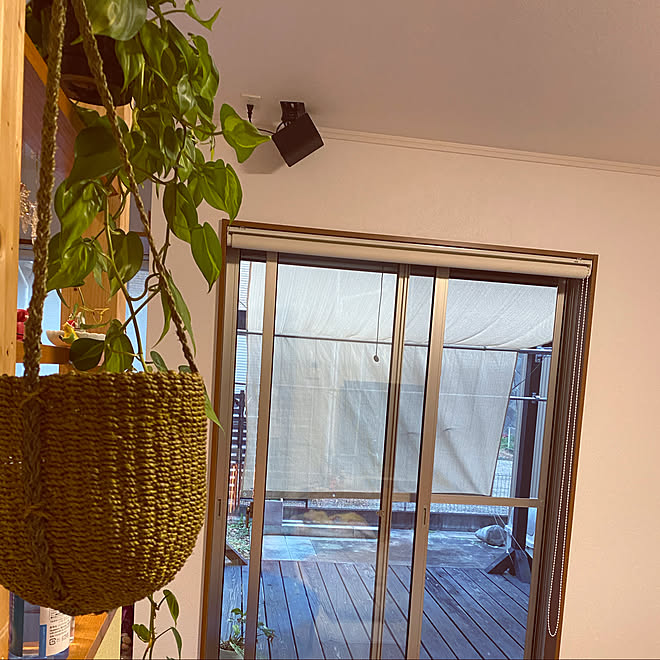 フィロデンドロン ブラジル/季節を楽しむ暮らし/植物のある暮らし/シンプルな暮らし/観葉植物のある暮らし...などのインテリア実例 - 2021-01-25 00:36:28