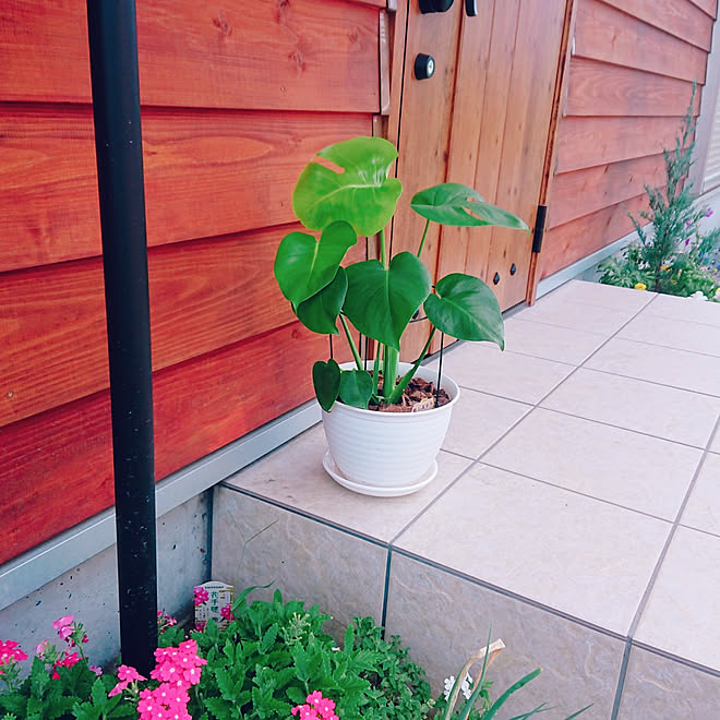 玄関 入り口 植物のある暮らし 初心者 植物 和 北欧 などのインテリア実例 19 08 01 13 56 08 Roomclip ルームクリップ