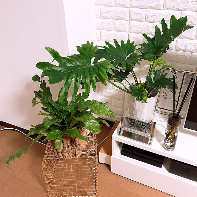 ダイソー Zarahome いつもいいねありがとうございます 観葉植物 ホームセンター などのインテリア実例 19 07 25 21 35 48 Roomclip ルームクリップ