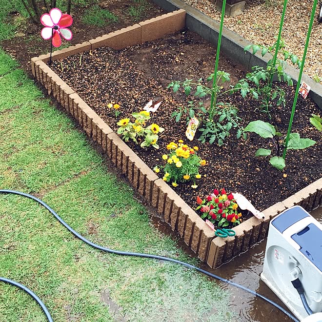 玄関 入り口 バジル植えます 小ネギ サンチュ コンパニオンプランツ などのインテリア実例 15 06 03 11 07 Roomclip ルームクリップ