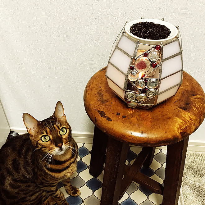 ハンドメイド作品 ハンドメイド 手作り 猫のいる生活 猫のいる日常 などのインテリア実例 21 05 03 22 08 40 Roomclip ルームクリップ ハンドメイド作品 ハンドメイド 手作り 猫のいる生活 猫のいる日常 などのインテリア実例 21 05 03 22 08 40 Roomclip ルームクリップ