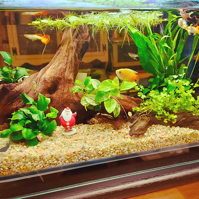 棚 クリスマス 100均 水草水槽 アクアリウム初心者 などのインテリア実例 22 11 14 22 03 01 Roomclip ルームクリップ 棚 クリスマス 100均 水草水槽 アクアリウム初心者 などのインテリア実例 22 11 14 22 03 01 Roomclip ルームクリップ