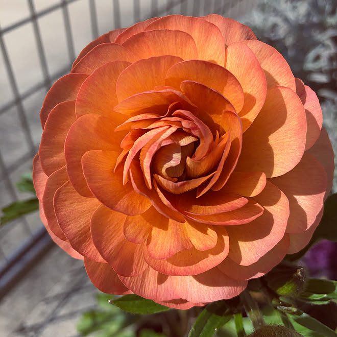 ラナンキュラスラックスエリス ラナンキュラスラックス ガーデニング 庭 癒し などのインテリア実例 22 02 28 19 28 17 Roomclip ルームクリップ