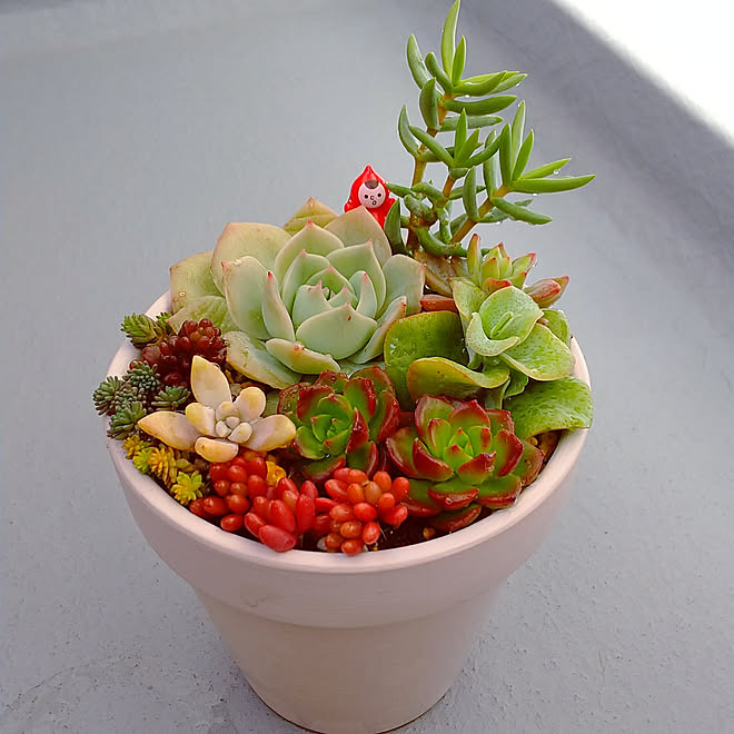 玄関 入り口 多肉ちゃん 多肉植物 寄植え リメ鉢 などのインテリア実例 22 02 28 12 58 14 Roomclip ルームクリップ 玄関 入り口 多肉ちゃん 多肉植物 寄植え リメ鉢 などのインテリア実例 22 02 28 12 58 14 Roomclip ルームクリップ