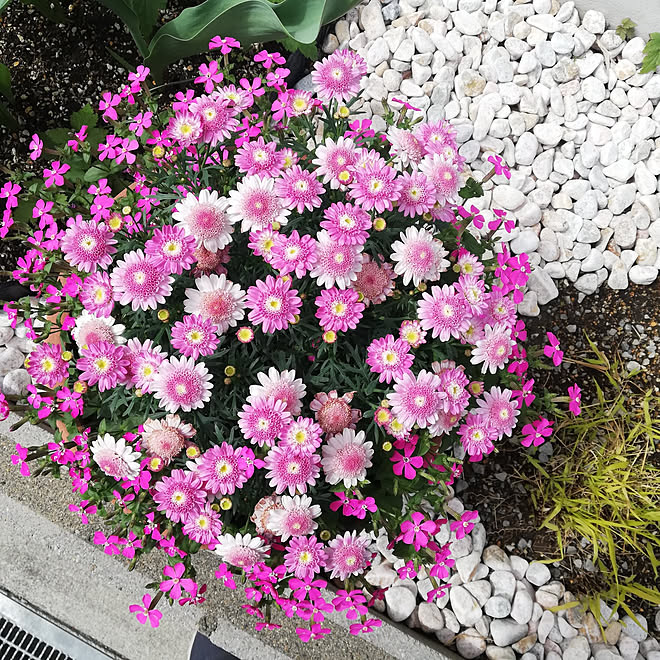 キッチン 自作花壇 シレネ マーガレット 永大の家 などのインテリア実例 21 04 16 10 25 36 Roomclip ルームクリップ