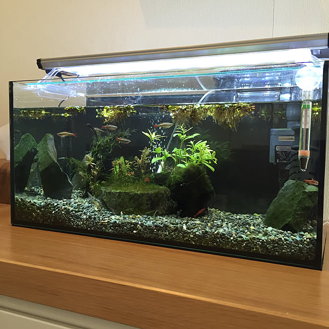 リビング 水槽のあるくらし 水槽のある部屋 水槽レイアウト 30坪以下 などのインテリア実例 19 01 14 14 47 44 Roomclip ルームクリップ