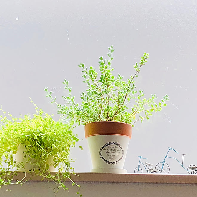 窓辺の風景 名前のわからない植物 ペペロニア真亜子ジェミニ 雑貨 棚のインテリア実例 19 08 01 15 21 26 Roomclip ルームクリップ 窓辺の風景 名前のわからない植物 ペペロニア真亜子ジェミニ 雑貨 棚のインテリア実例 19 08 01 15 21 26 Roomclip ルームクリップ