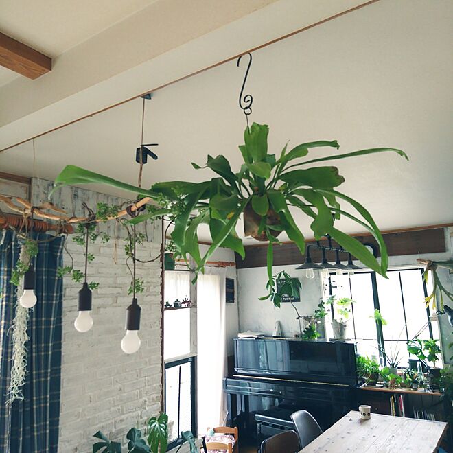 壁/天井/観葉植物/植物/足場板テーブル/観葉植物のある部屋...などのインテリア実例 20170622