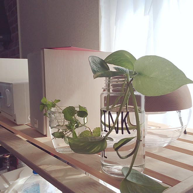 リビング キャンドゥ ポトス ミント ポトス水挿し などのインテリア実例 16 10 02 09 17 47 Roomclip ルームクリップ リビング キャンドゥ ポトス ミント ポトス水挿し などのインテリア実例 16 10 02 09 17 47 Roomclip ルームクリップ