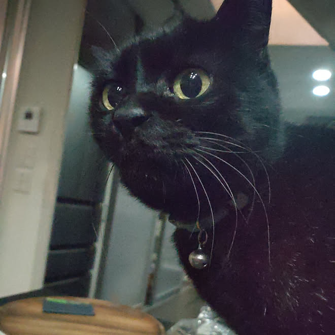 リビング くろねこ いいね いつもありがとうございます セキスイハイム 猫のいる暮らし などのインテリア実例 22 02 22 49 23 Roomclip ルームクリップ