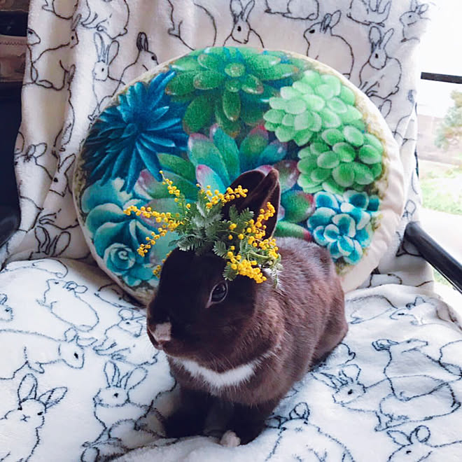 リビング 多肉柄 ニトリのフリーケット うさぎ うさぎと暮らす などのインテリア実例 19 02 23 10 51 23 Roomclip ルームクリップ