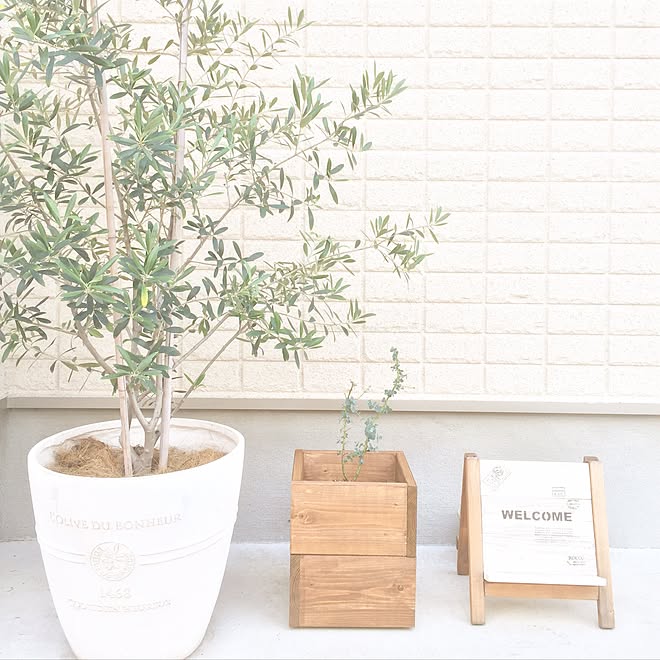 玄関 入り口 ガーデニング オリーブ ユーカリ プランター などのインテリア実例 16 06 02 09 13 54 Roomclip ルームクリップ