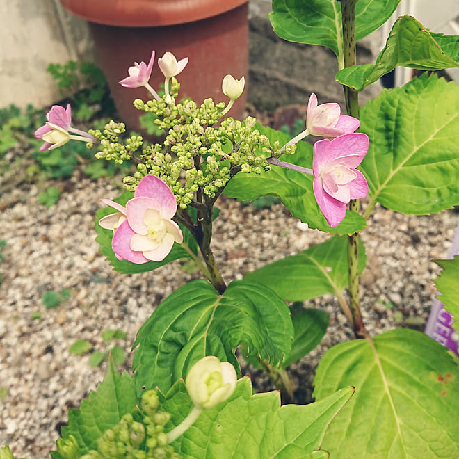 玄関 入り口 庭 紫陽花 小町 ピンク色でました 薔薇の次は などのインテリア実例 05 23 11 59 12 Roomclip ルームクリップ