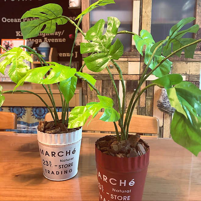 観葉植物 Can Do 猫と暮らす ダイソー ガーデニング などのインテリア実例 21 04 17 18 48 37 Roomclip ルームクリップ