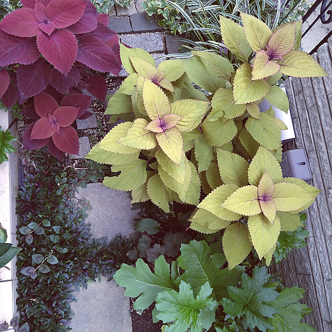 建売住宅 半日陰の庭 狭い庭 コンクリート平板 宿根草の庭 などのインテリア実例 21 09 16 15 02 Roomclip ルームクリップ