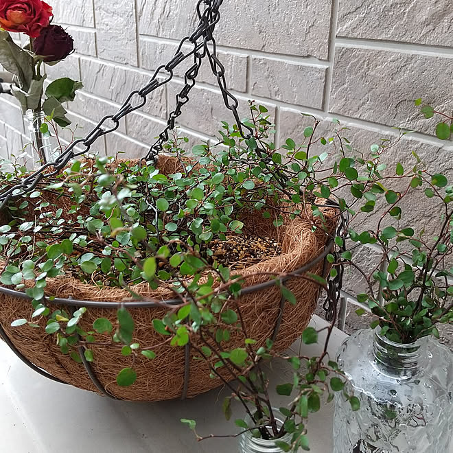 机 ガーデニング グリーンのある暮らし ハンギングバスケット ワイヤープランツ などのインテリア実例 22 04 26 12 54 08 Roomclip ルームクリップ