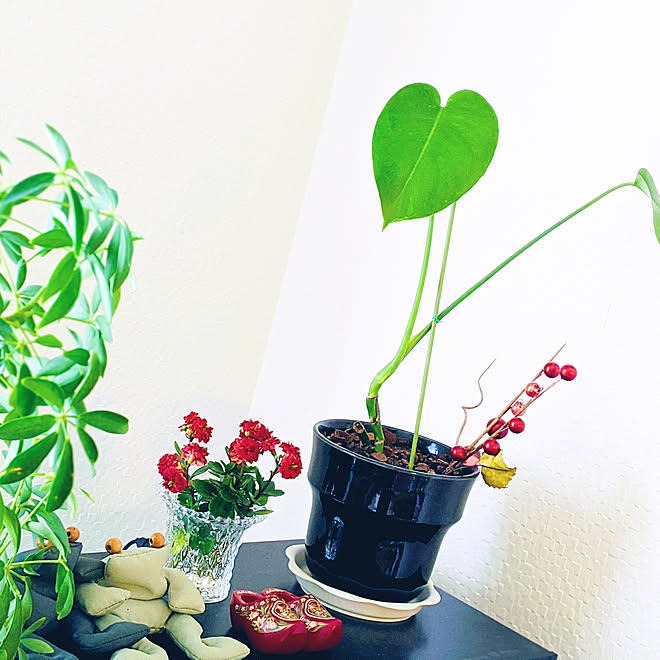 リビング 風水 生花のある暮らし カランコエ 観葉植物 などのインテリア実例 04 09 35 14 Roomclip ルームクリップ