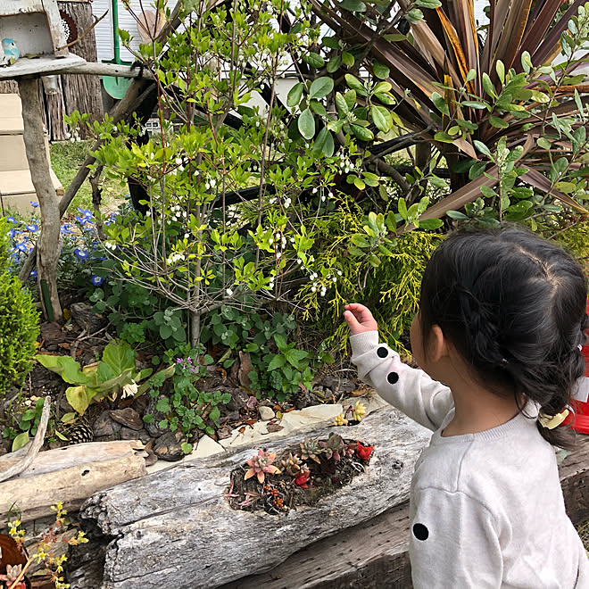 庭あそび 四季を感じる暮らし 四季を感じる窓 流木 花のある生活 などのインテリア実例 21 04 11 02 52 25 Roomclip ルームクリップ
