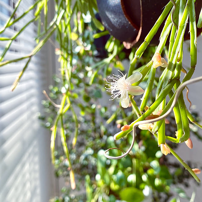 リプサリスの花 リプサリス リプサリス エワルディアナ 緑と暮らす リビングのインテリア実例 19 12 21 11 00 Roomclip ルームクリップ