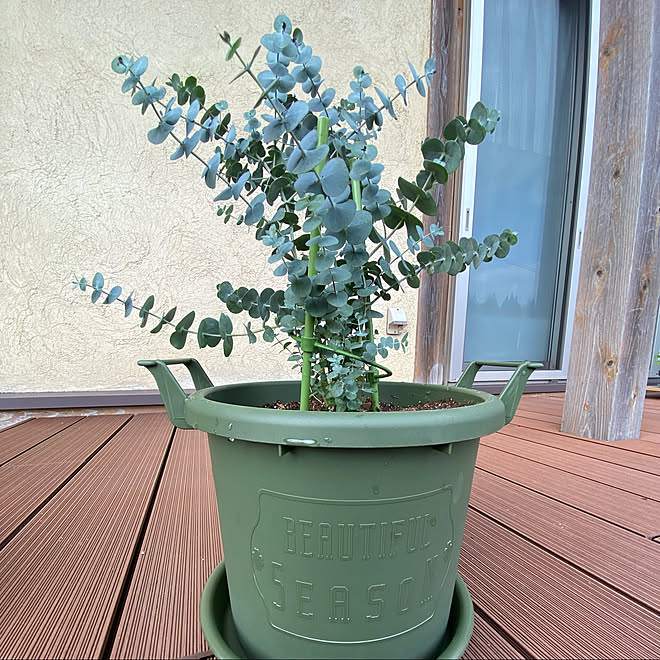 プランター ユーカリ鉢植え ユーカリグニー デッキ デッキのある暮らし などのインテリア実例 22 03 14 16 37 18 Roomclip ルームクリップ