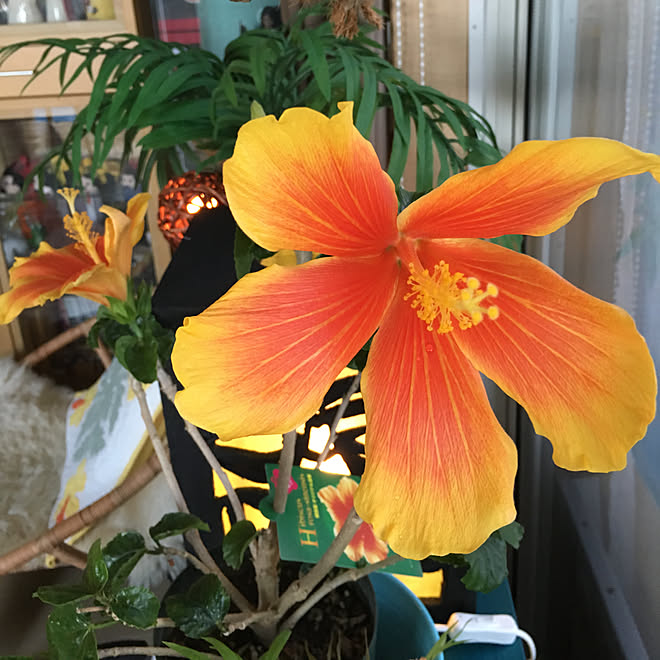 ハイビスカス 手作りヤシの木ランプ 手作りtikiランプ 花のある暮らし ハワイアンインテリア などのインテリア実例 19 03 05 07 46 29 Roomclip ルームクリップ