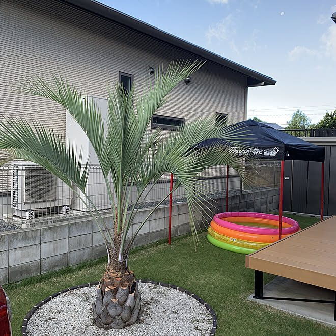 ヤシの木 ココスヤシ タープ 芝生 庭遊び などのインテリア実例 21 08 28 09 13 Roomclip ルームクリップ