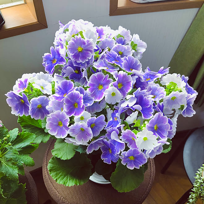 自然の美しさ プリムラオブコニカ 見切り品の花 お花のある暮らし 机のインテリア実例 21 02 08 15 47 32 Roomclip ルームクリップ 自然の美しさ プリムラオブコニカ 見切り品の花 お花のある暮らし 机のインテリア実例 21 02 08 15 47 32 Roomclip ルームクリップ