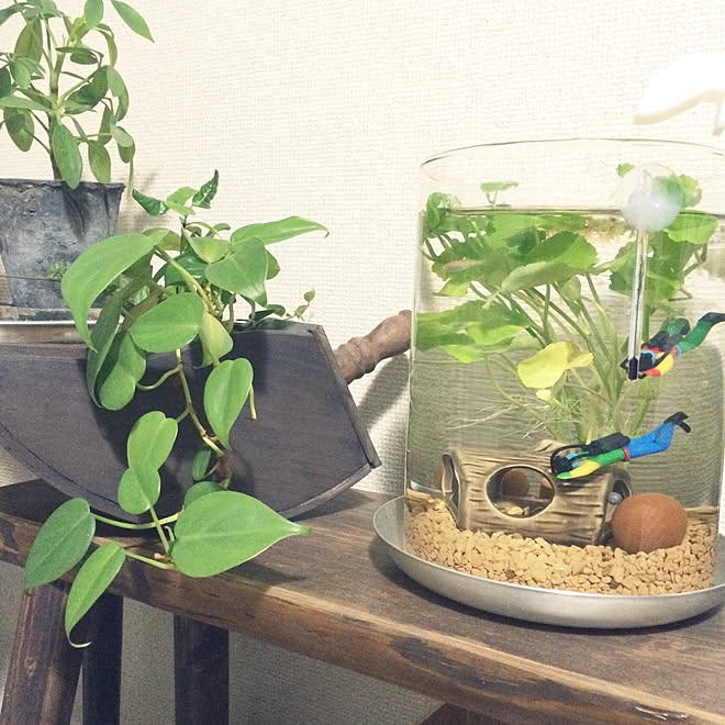 小型水槽/一人暮らし/賃貸/メダカ/観葉植物&hellip;などのインテリア実例 20160917 233504 ｜ RoomClip