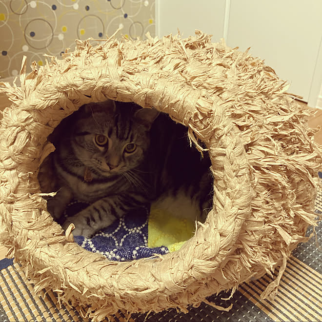 マンチカン 足長 竹ラグ ミナペルホネン タンバリン 秋山工業 平ひも ひらりs 猫ちぐら 手作り などのインテリア実例 21 08 16 21 46 27 Roomclip ルームクリップ マンチカン 足長 竹ラグ ミナペルホネン タンバリン 秋山工業 平ひも ひらりs 猫ちぐら 手作り などのインテリア実例 21 08 16 21 46 27 Roomclip ルームクリップ