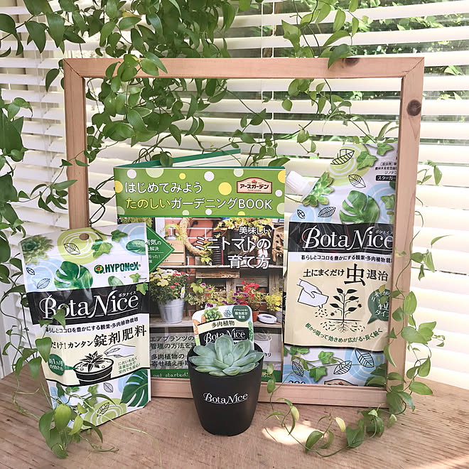 ニトリブラインド Botanice 虫対策 植物のある暮らし 多肉植物 などのインテリア実例 21 06 10 11 03 40 Roomclip ルームクリップ ニトリブラインド Botanice 虫対策 植物のある暮らし 多肉植物 などのインテリア実例 21 06 10 11 03 40 Roomclip ルームクリップ