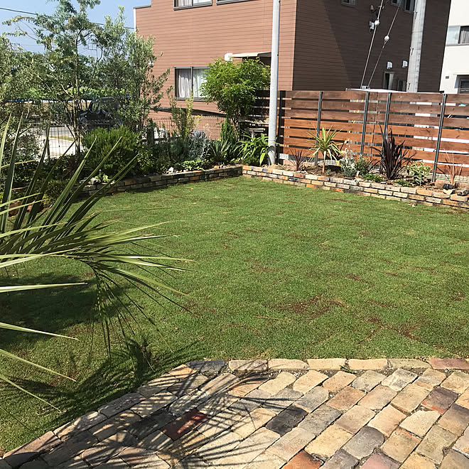 芝生育成中 コルジリネ レッドスター ミモザ 芝生diy 植物のある暮らし などのインテリア実例 06 08 21 18 34 Roomclip ルームクリップ