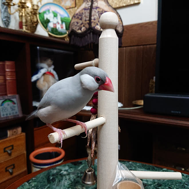 シルピー シルバー文鳥 文鳥のいる暮らし 文鳥 白文鳥のインテリア実例 22 09 10 33 59 Roomclip ルームクリップ シルピー シルバー文鳥 文鳥のいる暮らし 文鳥 白文鳥のインテリア実例 22 09 10 33 59 Roomclip ルームクリップ