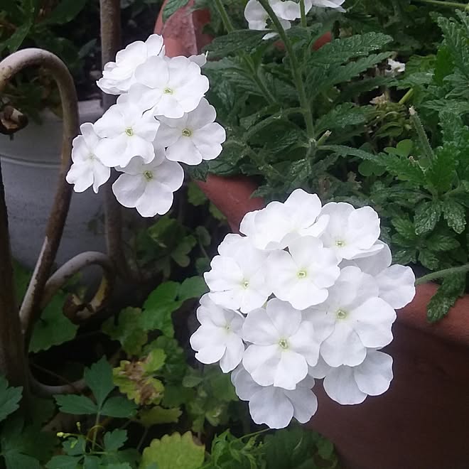 玄関 入り口 可愛い花 花が好き 庭の花 白が好き などのインテリア実例 17 06 10 17 55 53 Roomclip ルームクリップ 玄関 入り口 可愛い花 花が好き 庭の花 白が好き などのインテリア実例 17 06 10 17 55 53 Roomclip ルームクリップ