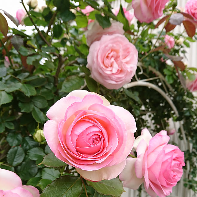 棚 庭 手作りの庭 バラ 薔薇が大好き などのインテリア実例 05 17 22 50 13 Roomclip ルームクリップ