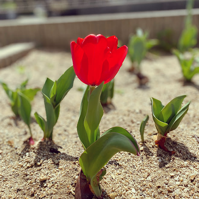 チューリップ かわいい 寄せ植え初心者 チューリップ咲きました 庭 などのインテリア実例 22 04 08 10 26 10 Roomclip ルームクリップ
